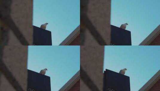 一只鸽子唯美拍摄高清在线视频素材下载