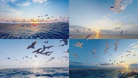 4K 夕阳下飞翔的海鸥群慢动作摄影高清在线视频素材下载