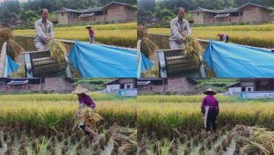农民稻谷收割脱粒丰收高清在线视频素材下载