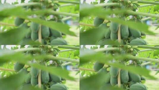 木瓜树结果高清在线视频素材下载