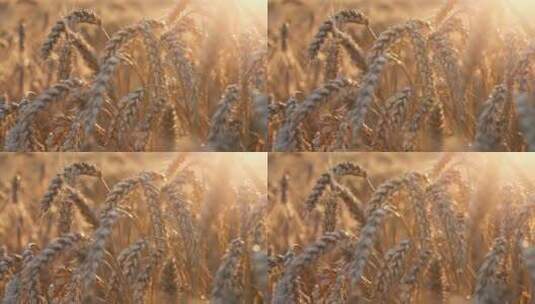 夕阳下风中的金黄的麦穗高清在线视频素材下载