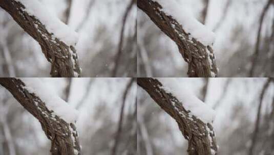 树干上的雪高清在线视频素材下载