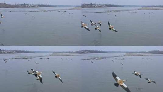 高清航拍清晨江边小鸟鸭子鸟河水高清在线视频素材下载