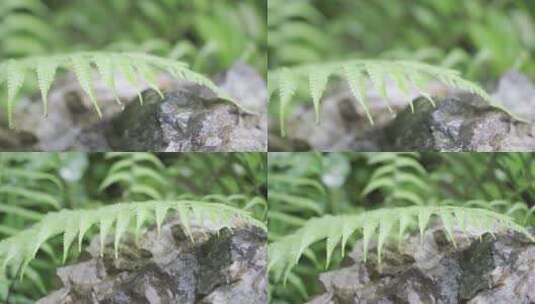 蕨类植物下雨水珠绿色背景高清在线视频素材下载