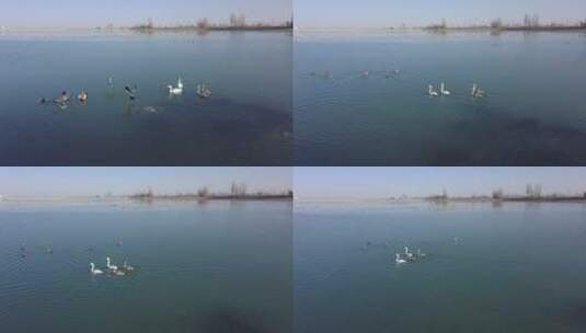 冬天湖泊天鹅戏水高清在线视频素材下载