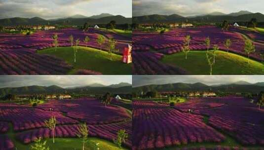 夕阳下美丽的紫色马鞭草花海高清在线视频素材下载