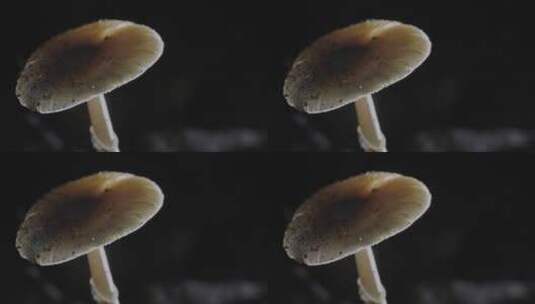 4K蘑菇真菌孢子释放升格高清在线视频素材下载