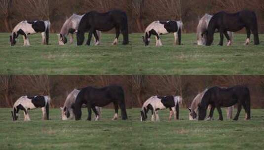 牧场吃草的骏马高清在线视频素材下载