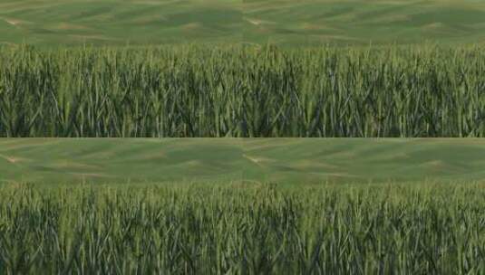 风吹绿色的麦地高清在线视频素材下载