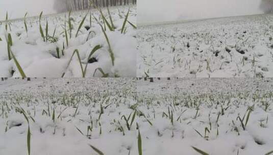 铺满雪的麦地高清在线视频素材下载