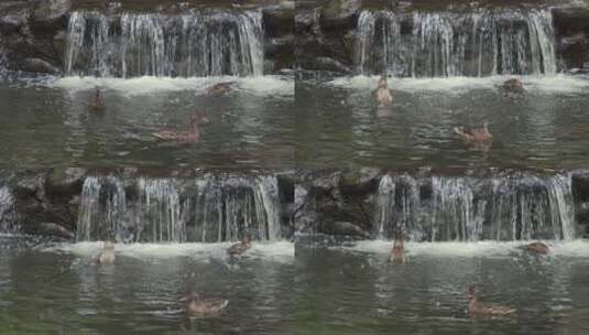 鸭子在人工瀑布旁的池塘里游泳高清在线视频素材下载