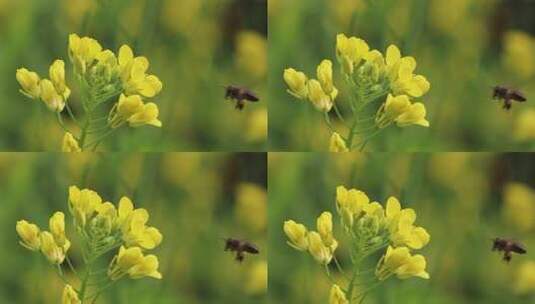 蜜蜂与油菜花 (1)高清在线视频素材下载