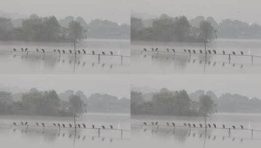 杭州湘湖景区冬季晨雾水鸟空镜高清在线视频素材下载