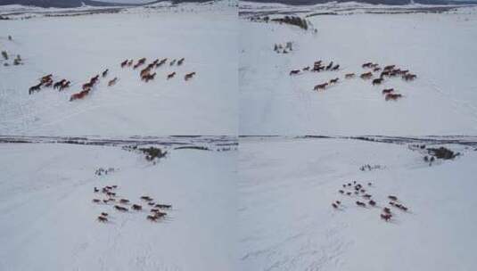 寒冬刨雪觅食的马群高清在线视频素材下载