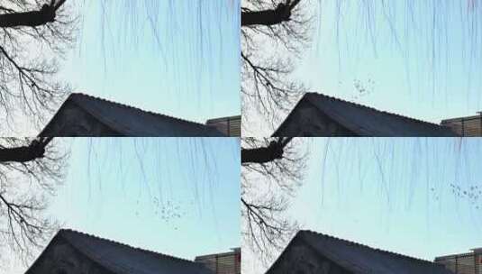 北京冬天胡同上空鸽子飞高清在线视频素材下载