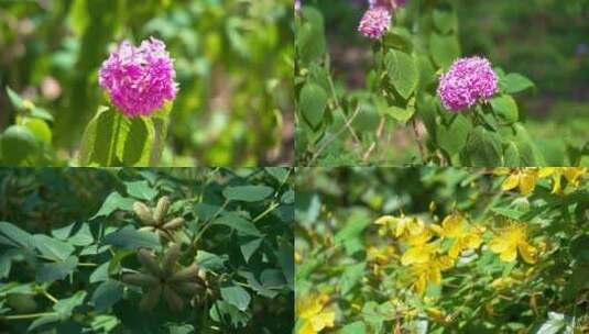 中科院武汉植物园花朵特写高清在线视频素材下载