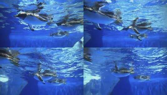 海洋里的企鹅在游泳高清在线视频素材下载