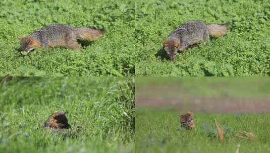 狐狸野外草地晒太阳觅食夏日阳光高清在线视频素材下载