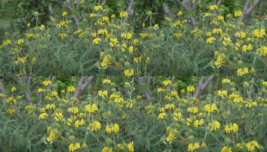 黄色小花鲜花盛开开花高清在线视频素材下载