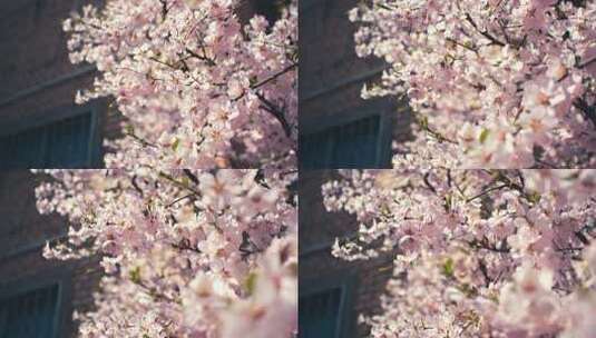 春天角落的桃花盛开了高清在线视频素材下载