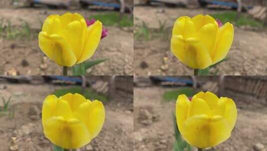 盛开的黄色郁金香花朵高清在线视频素材下载