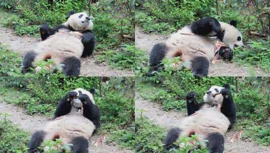 大熊猫和花躺着吃笋尖吃的好香啊高清在线视频素材下载