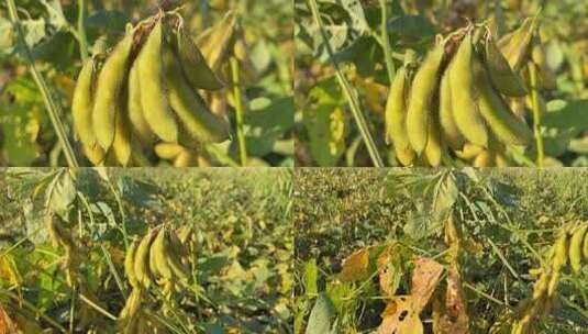 秋季成熟的大豆高清在线视频素材下载