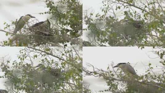 l1汕尾海丰红树林中筑巢栖息的黑色鸟类高清在线视频素材下载