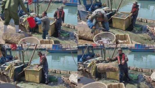 烟台大黑山岛，码头上渔民打渔归来海鲜收获高清在线视频素材下载
