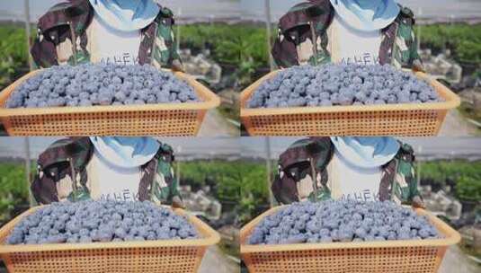 农民端着一篮子蓝莓高清在线视频素材下载