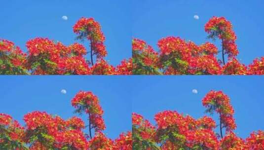 福建漳州夏日盛开的凤凰花和升起的月亮高清在线视频素材下载