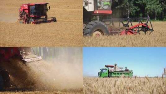 小麦熟了收割麦子丰收的季节高清在线视频素材下载