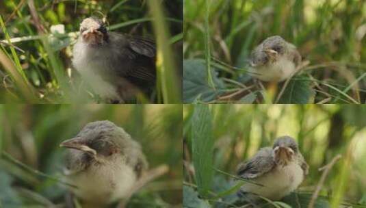 草丛堆里的小鸟在四处观察高清在线视频素材下载