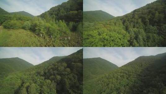 吉林通化长白山采参人小路森林山峦航拍高清在线视频素材下载