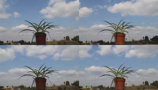 延时摄影实拍云风景植物花卉盆栽光线4K高清在线视频素材下载