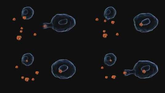 吞噬细胞吞噬-alpha高清在线视频素材下载