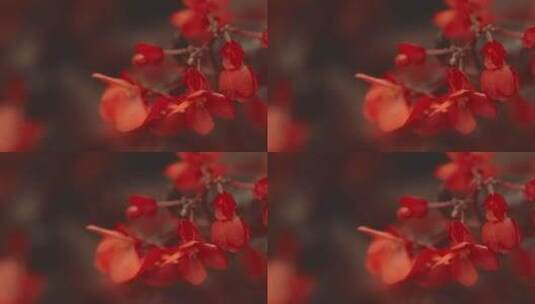 红色有花瓣的花高清在线视频素材下载