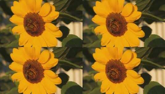 蜜蜂在向日葵上采集花蜜或花粉高清在线视频素材下载