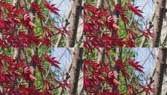 湘南冬天晴天南岭植物园枫叶红叶特写高清在线视频素材下载