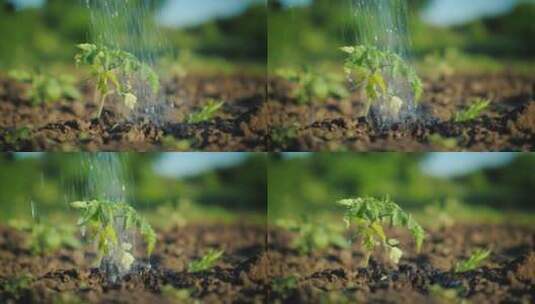 水喷射番茄的绿色小芽4K视频高清在线视频素材下载