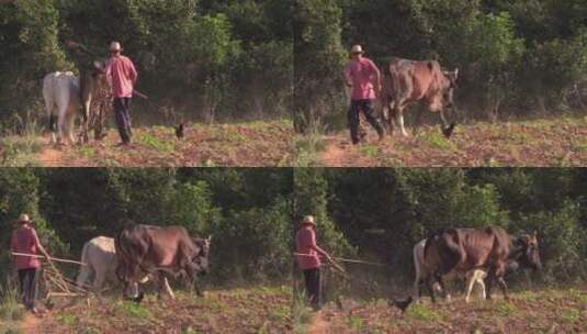一个农民在用牛耕地高清在线视频素材下载