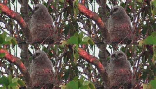 大角猫头鹰站在树枝上张望高清在线视频素材下载