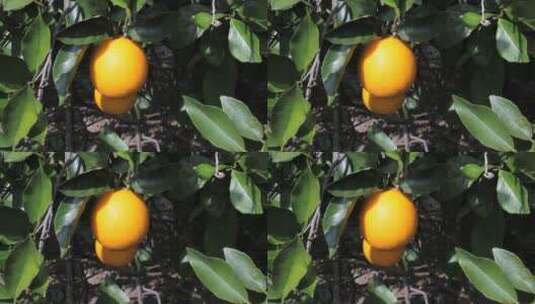 挂在树上的橙子特写镜头高清在线视频素材下载