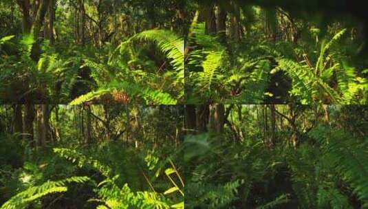 航拍丛林景观高清在线视频素材下载