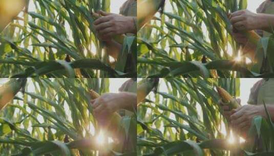 农民双手扒开玉米高清在线视频素材下载