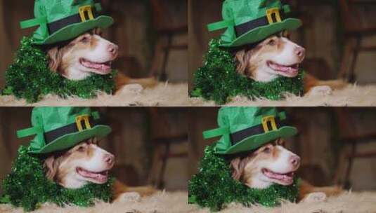 狗狗戴着绿色的帽子趴在地毯上高清在线视频素材下载
