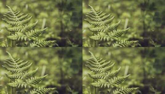 在树林生长的蕨类植物高清在线视频素材下载
