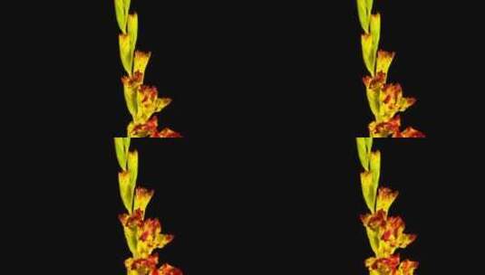 黄红的唐菖蒲花盛开高清在线视频素材下载