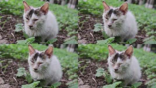 孤独的流浪猫高清在线视频素材下载