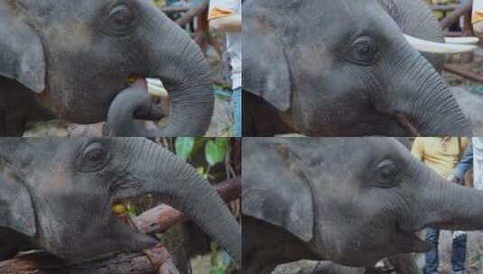 泰国旅游视频泰国大象园大象吃香蕉特写高清在线视频素材下载